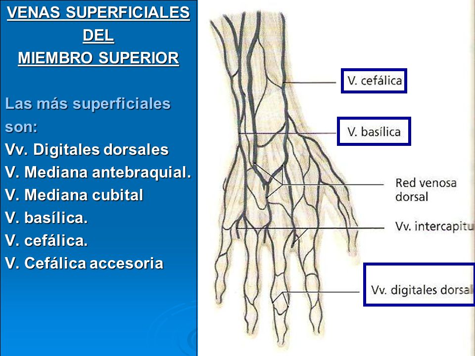 principales venas de los miembros superiores e inferiores
